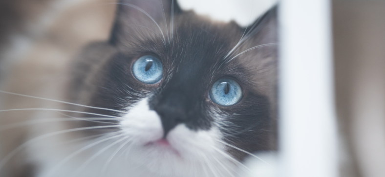 Can_Ragdoll_Cats_Be_Black.png
