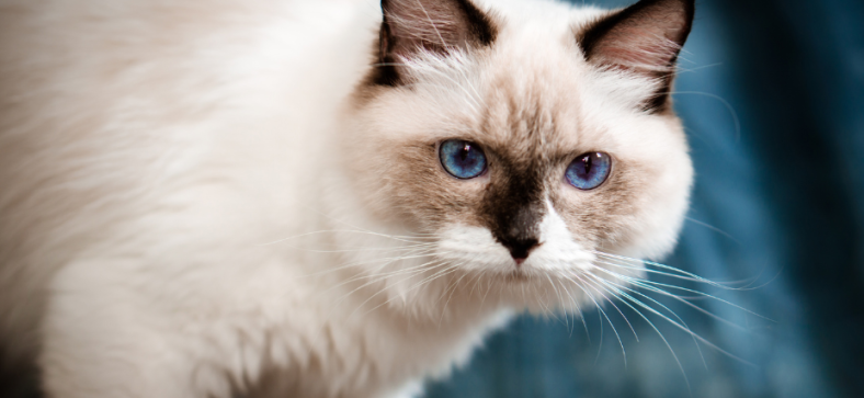 Can_Ragdoll_Cats_Go_Outside.png