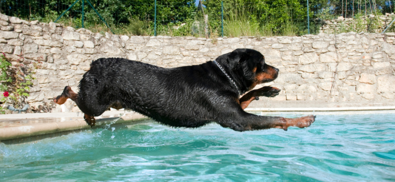 Can Rottweilers Swim?