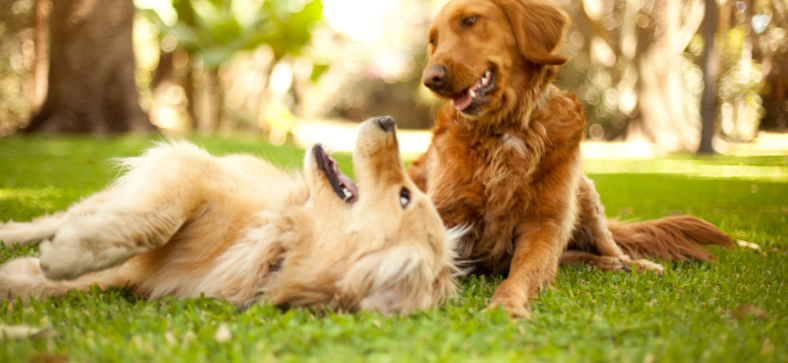 Canine Distemper in Dogs