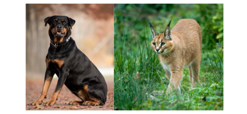 Caracal_vs_Rottweiler_55.png