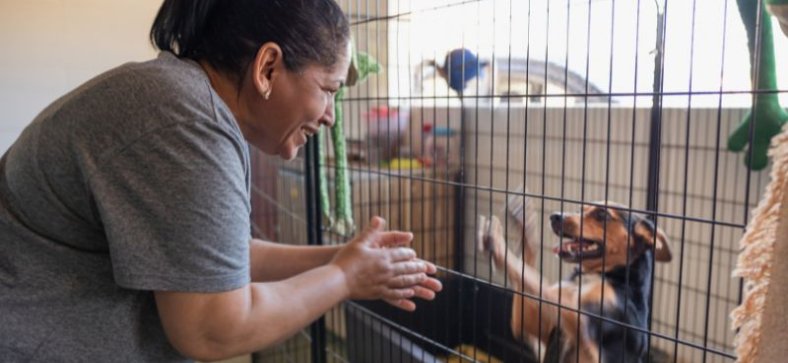 Careers in Animal Shelters