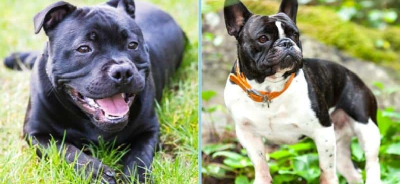 French Bulldog vs Staffy