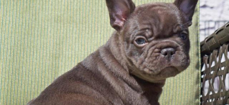 Cocoa vs Chocolate French Bulldog