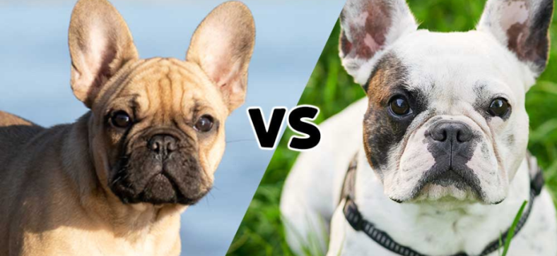 Miniature French Bulldog vs French Bulldog