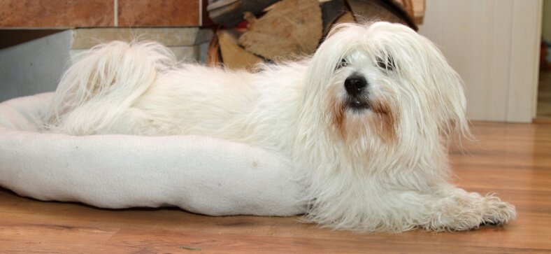 How To Groom a Coton De Tulear