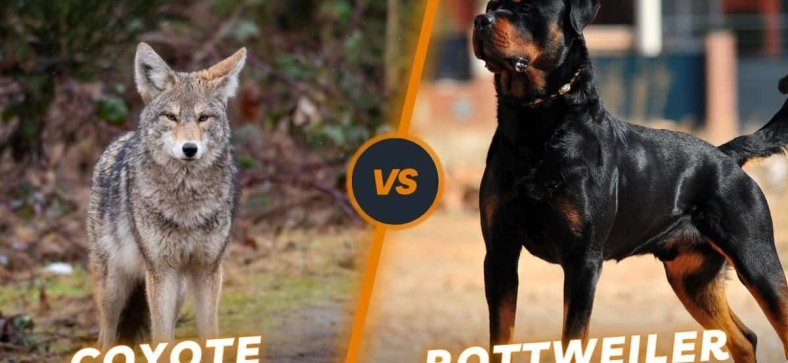 Rottweiler vs Coyote