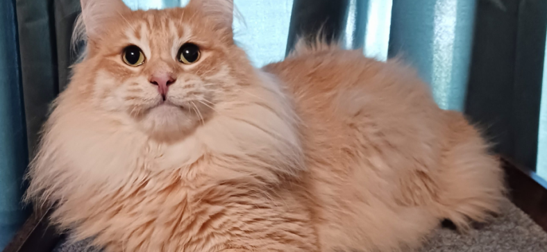Cream Norwegian Forest Cat