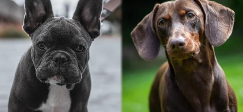 Dachshund vs French Bulldog