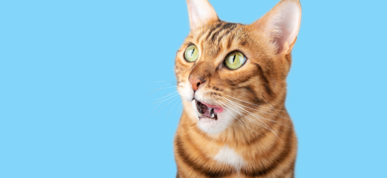 Do Bengal Cats Snore?