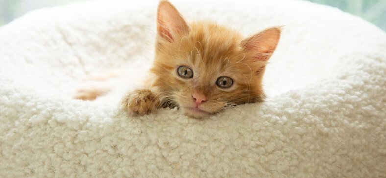 Do Cats with Big Noses Have More Health Problems?