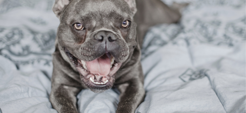 Do French Bulldogs Bark A Lot?