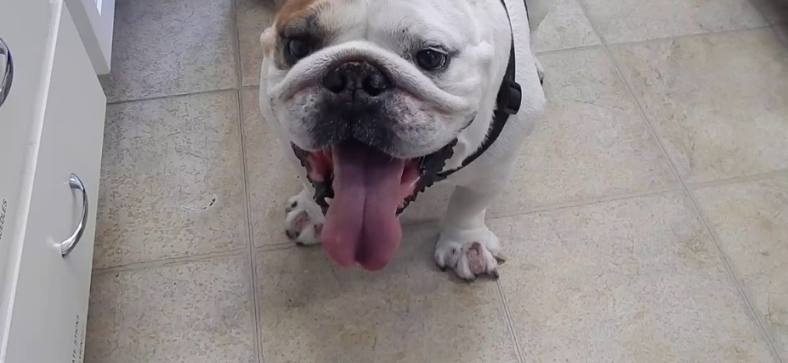 Do French Bulldogs Have Webbed Feet?