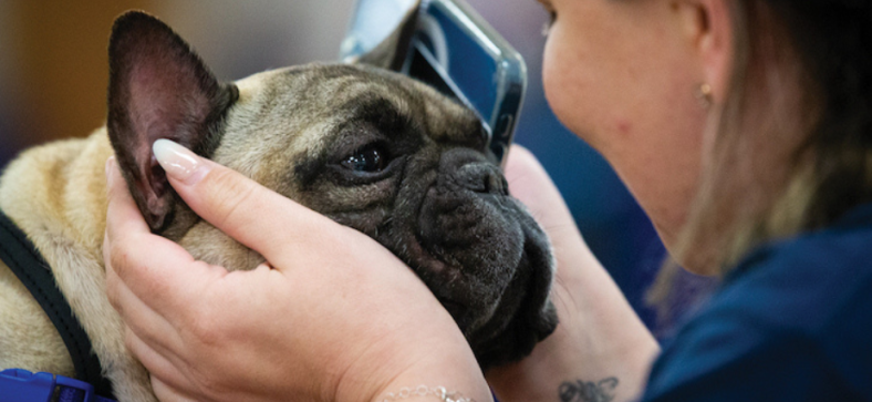 Do French Bulldogs Make Good Therapy Dogs?
