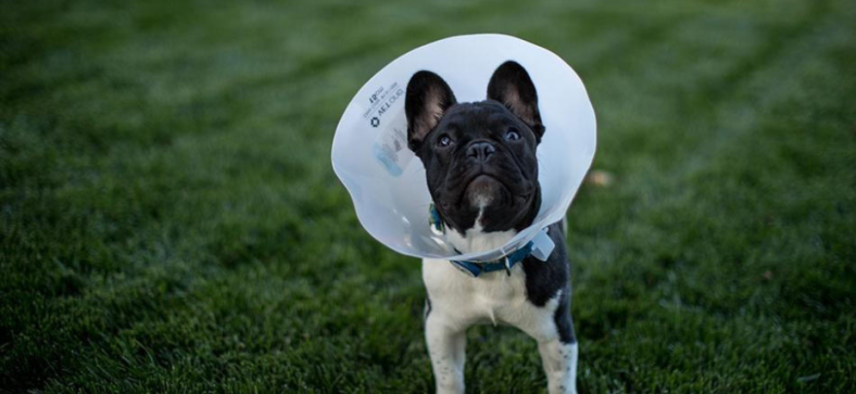 Cone for french bulldog sale
