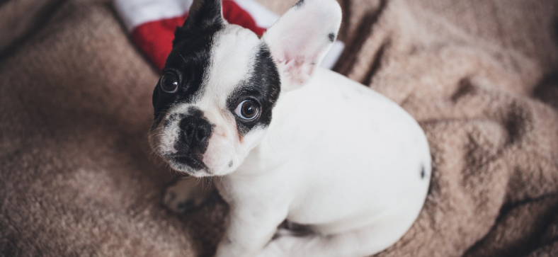 Do French bulldogs have health issues?