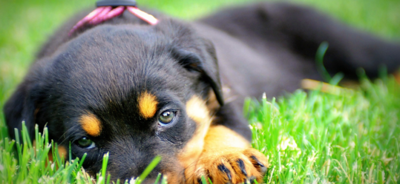 Do Rottweilers Shed? 