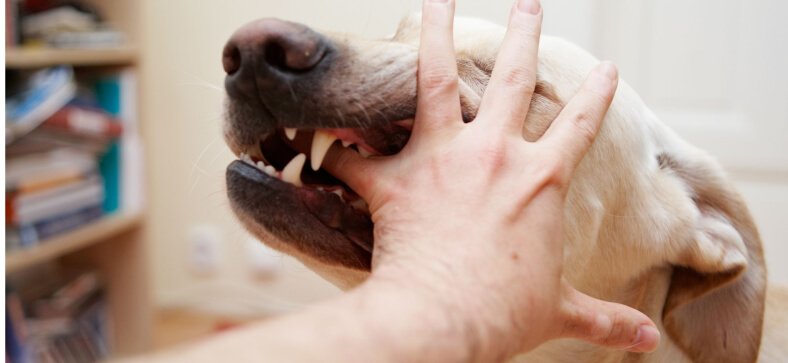 How to train a dog not to bite?