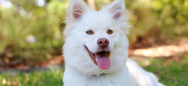 WHAT TO PACK FOR DOG BOARDING?