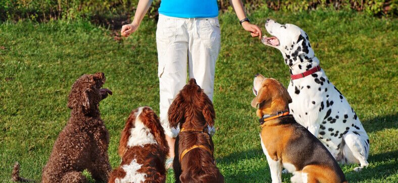 Dog Training Boarding Schools In US