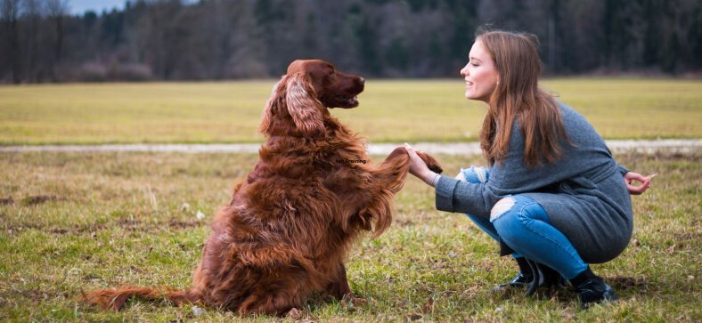 How to Train Dogs to Use Buttons?