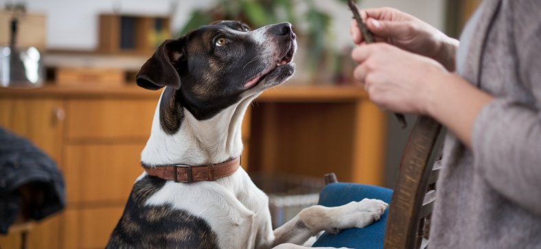 Dogs Truly Understand Human Emotions