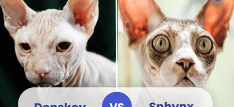 Donskoy Cat vs Sphynx