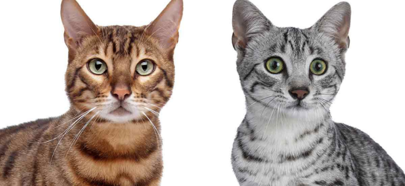 Egyptian Mau vs Bengal Cat