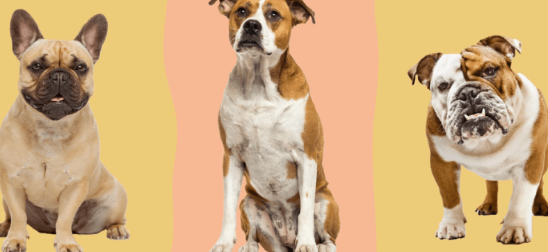English Bulldog vs American Bulldog vs French Bulldog
