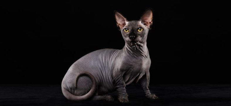 History of Sphynx Cats