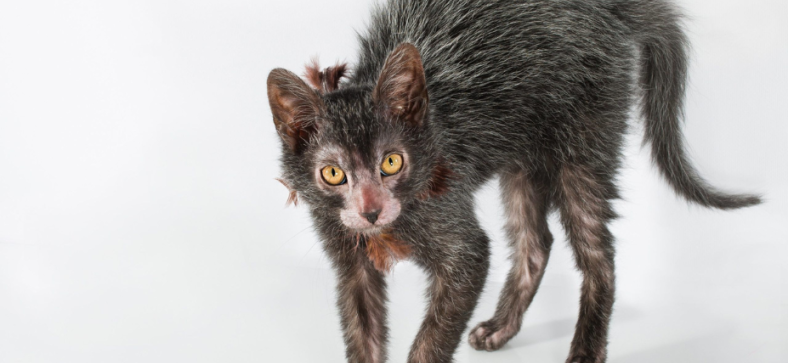 Lykoi Cat Skin Issues