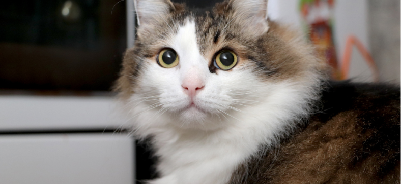 Facts About Norwegian Forest Cats