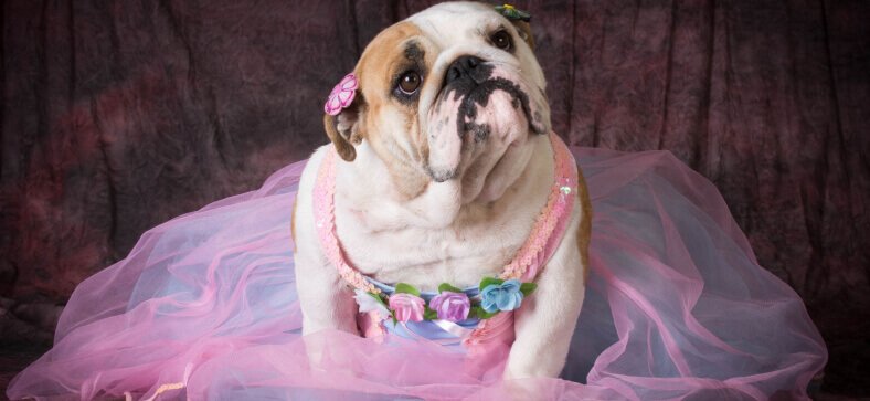 Are Female Dogs Easy to Train
