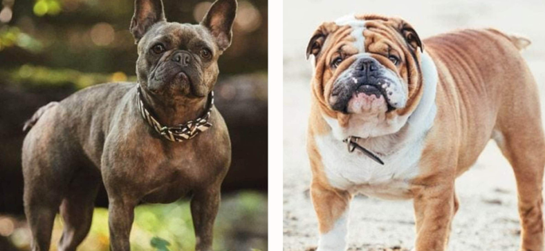 French Bulldog vs English Bulldog