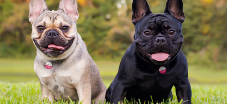 French Terrier vs French Bulldog