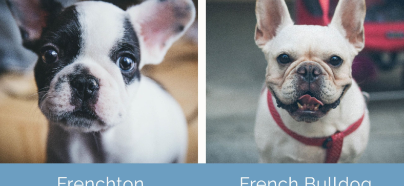 Frenchton vs French Bulldog