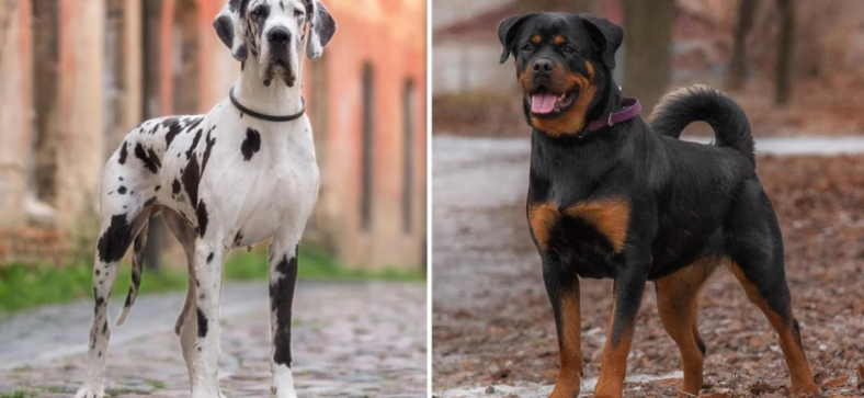 Great Dane vs Rottweiler