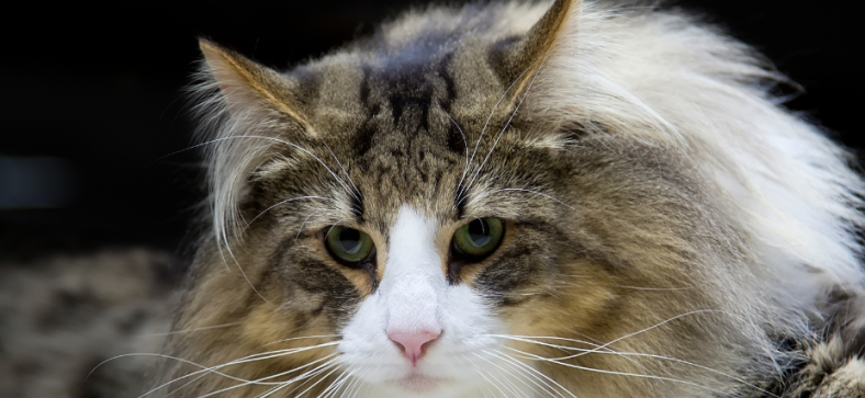 Grey and White Norwegian Forest Cats