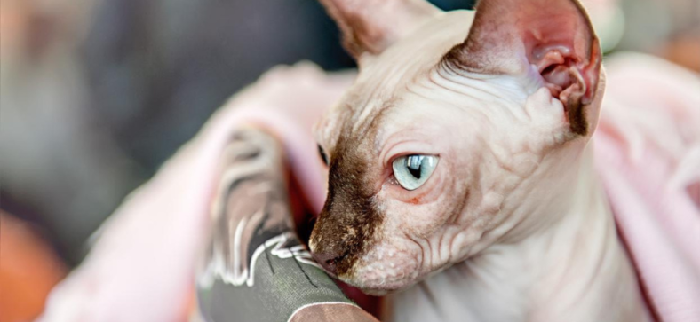 Haired Sphynx Cat