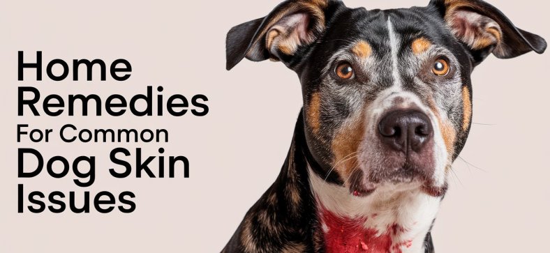 Home Remedies for Common Dog Skin Issues