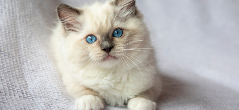 How Big Are Ragdoll Cats? 