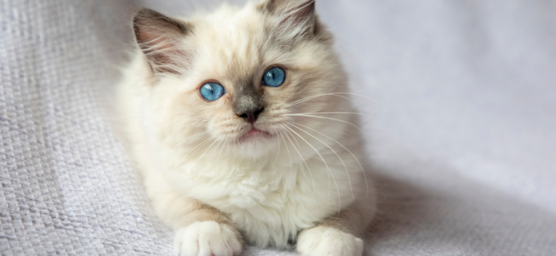 How Big Are Ragdoll Cats? Unveiling Their Size Status