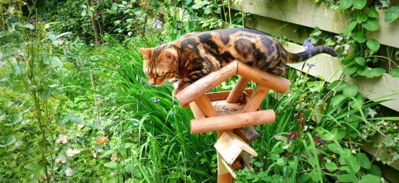 How Big Do Marbled Bengal Cats Get?