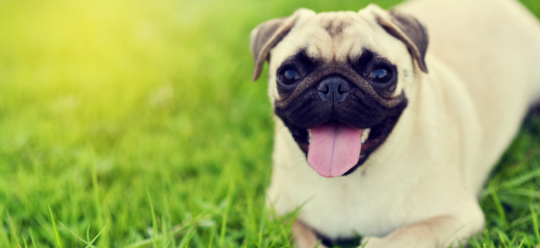 How_Much_Do_Pugs_Cost_Without_Papers.png