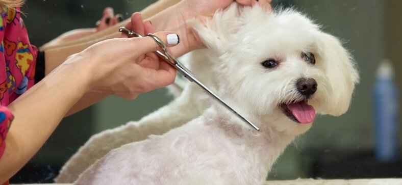 How to Become a Dog Groomer in Kentucky? 