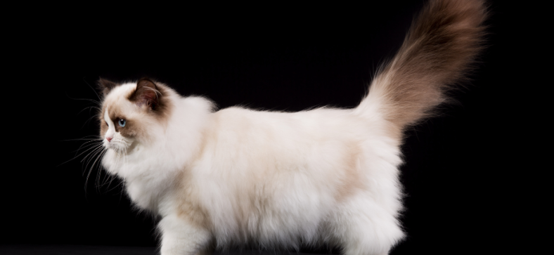  How to Care for a Ragdoll Cat?