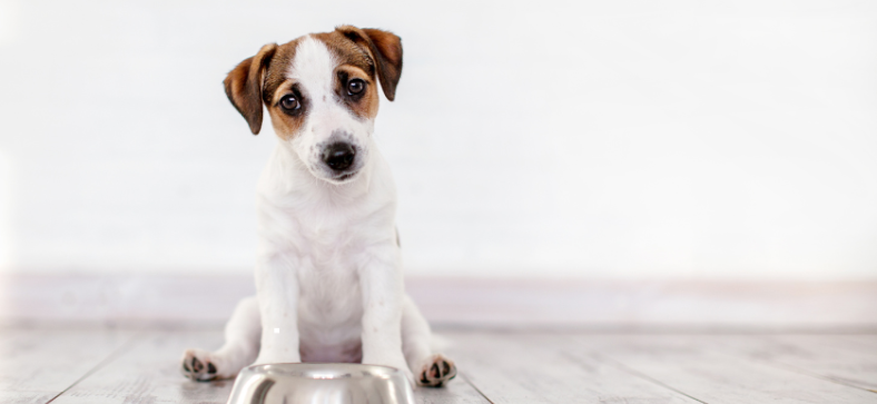 How_to_Get_Your_Dog_to_Eat_Food.png