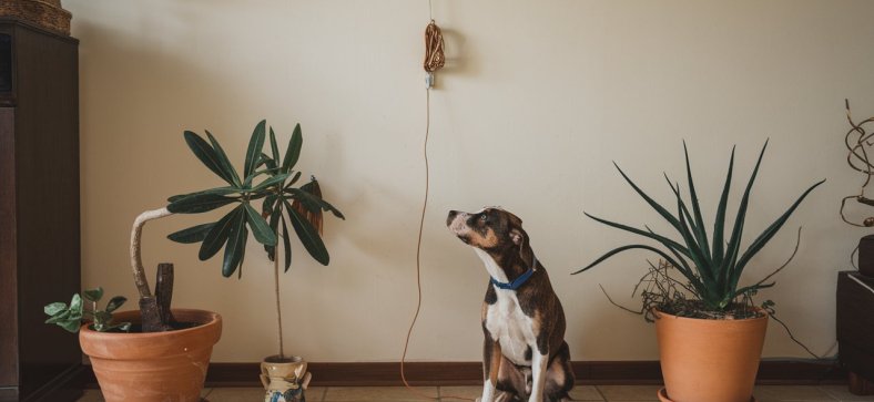 Identifying Hidden Household Hazards for Dogs 