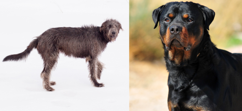 Irish Wolfhound vs Rottweiler: Which Breed is Right for You For Your Home?
