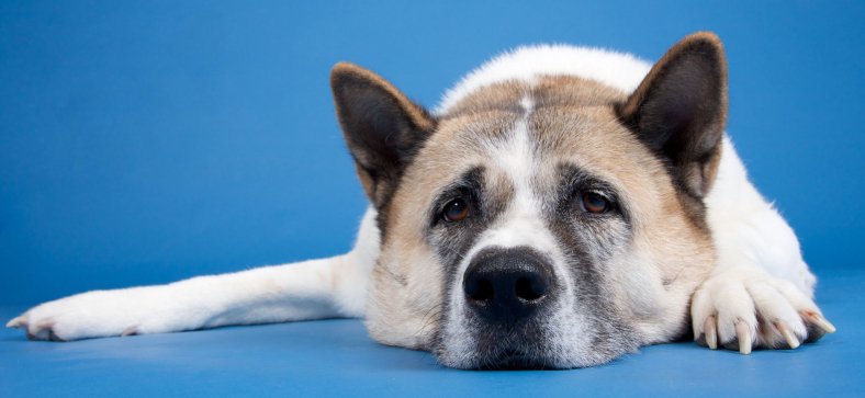 Librela for Dogs